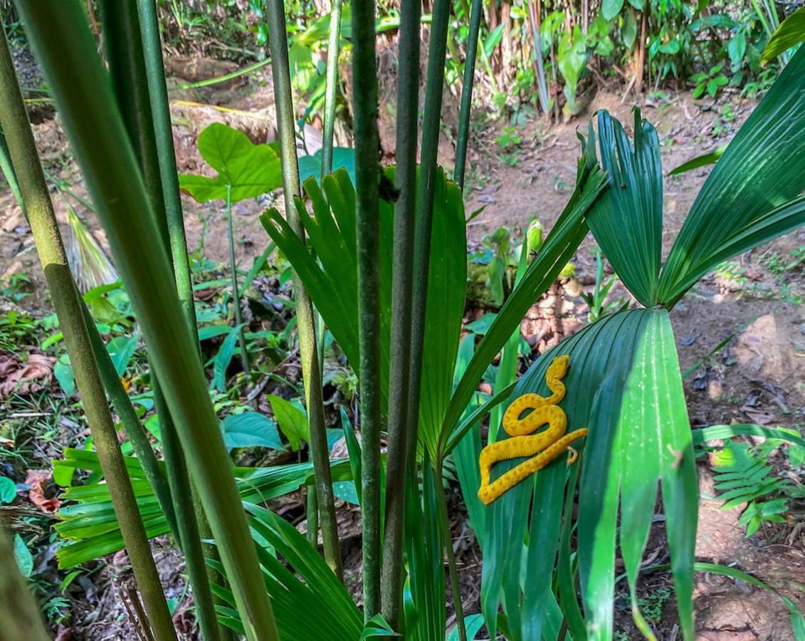 Finca Chica Lodge & Villas Puerto Viejo de Talamanca エクステリア 写真