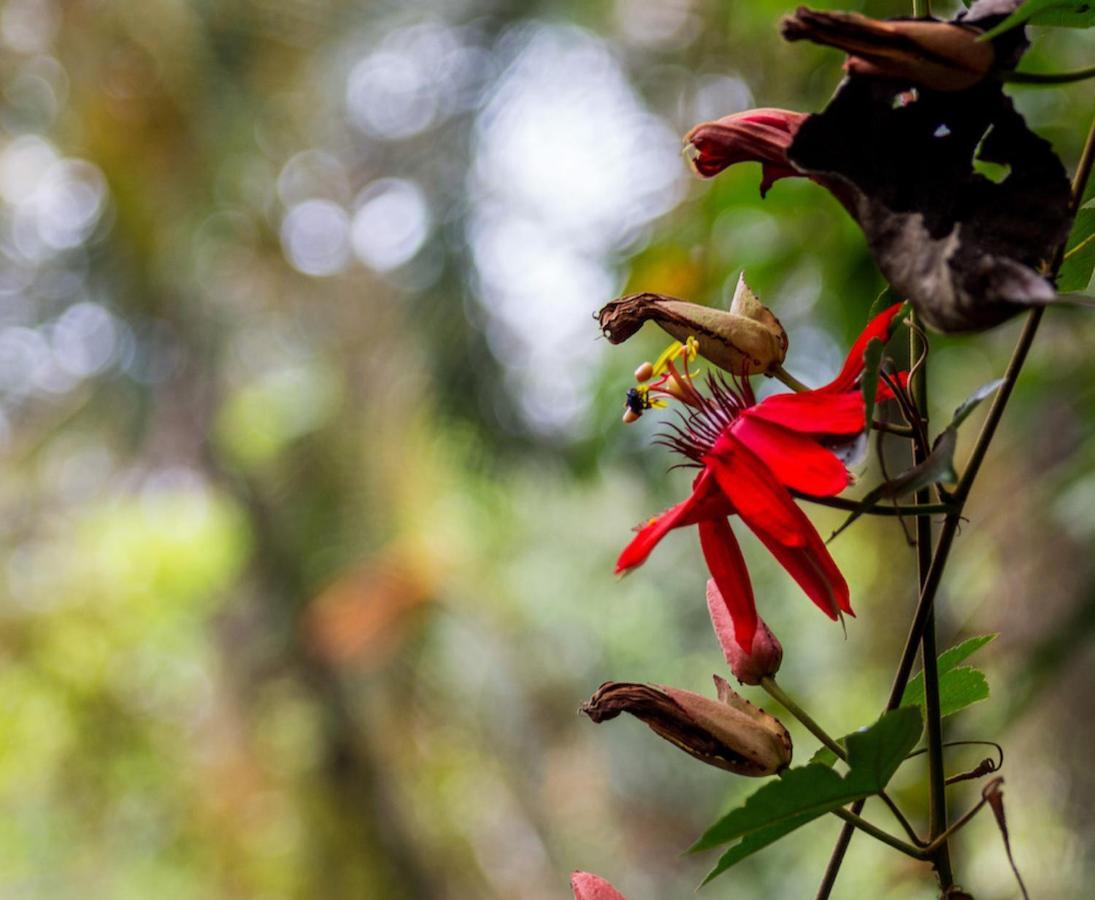 Finca Chica Lodge & Villas Puerto Viejo de Talamanca エクステリア 写真